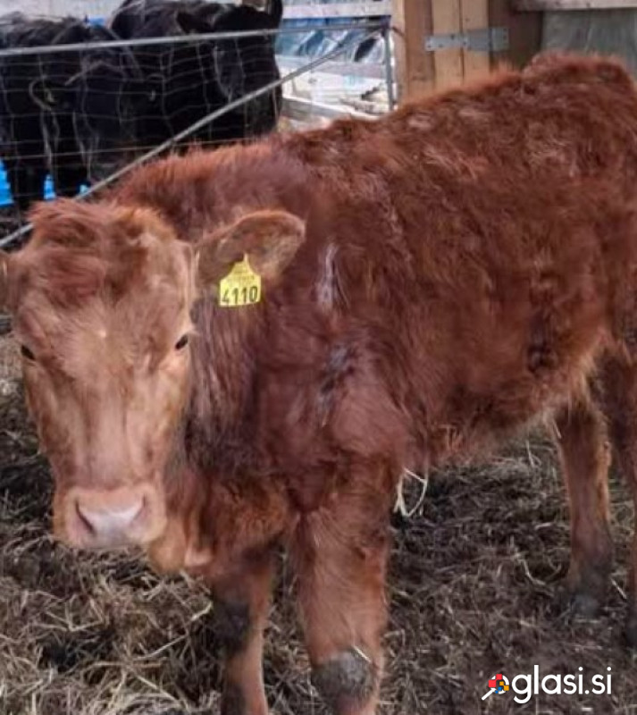 Bik angus in telička