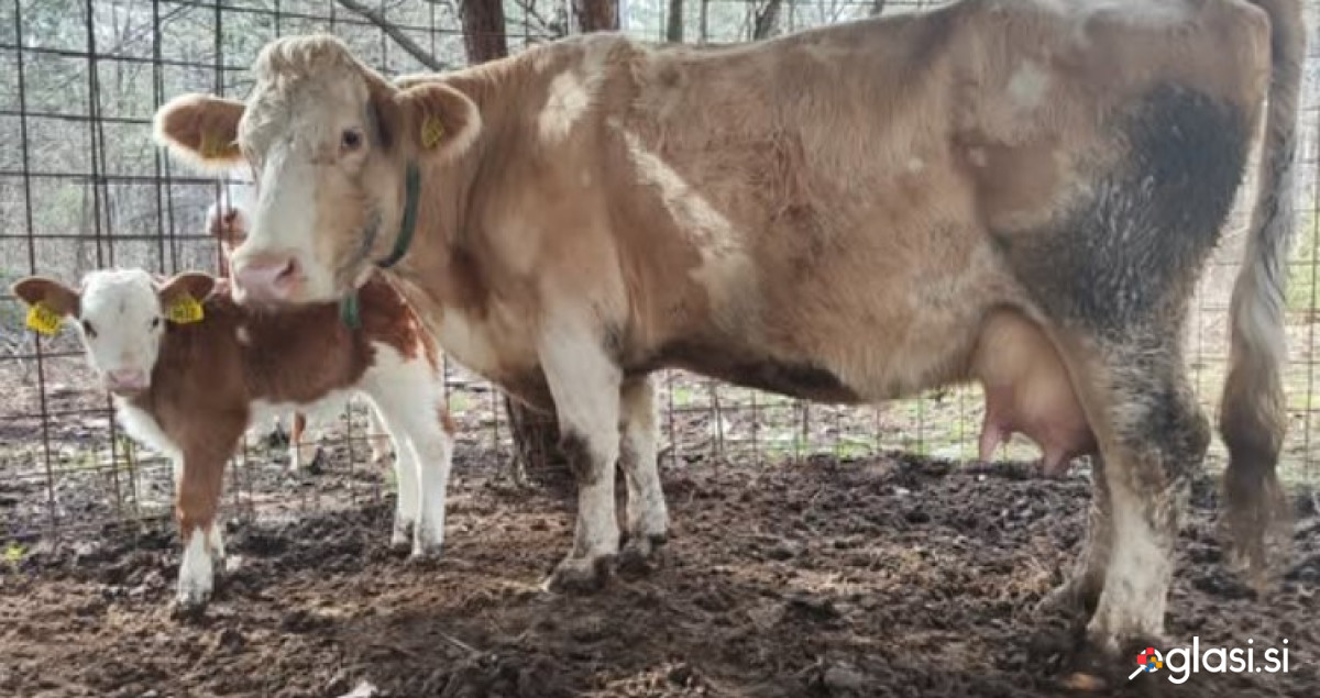 Kravo z bikcem starim 14 dni