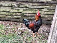 Šentjernejske kokoši, petelin, valilna jajca