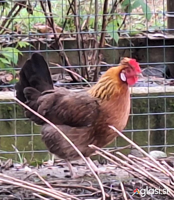 Štajerske kokoši, valilna jajca
