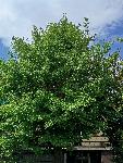 Ginko Biloba