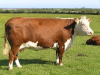 Kupim telice in krave za zakol