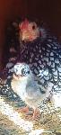 2 petelina pritlikava viandota - bantam wyandotte