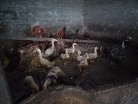 Race tekačice in Štajerska kokoš