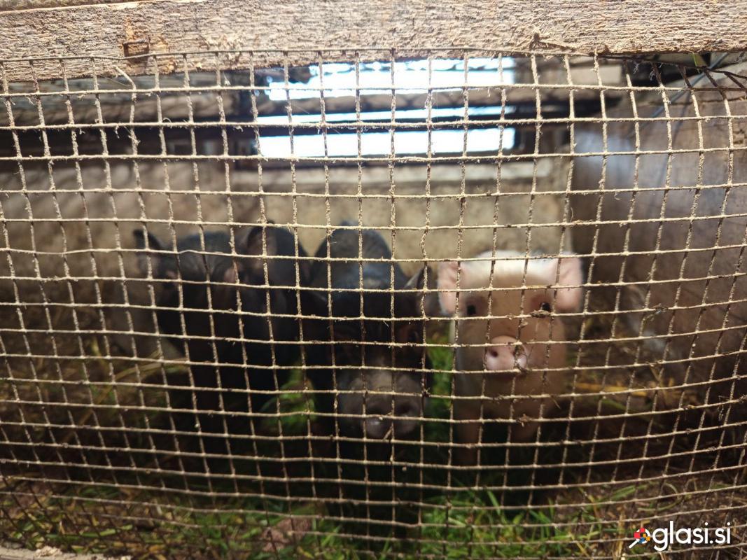 Vietnamski prasicki-samcki