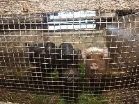 Vietnamski prasicki-samcki