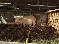 Mini prasicka-ž spol