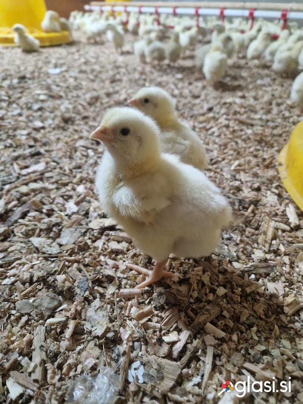Zbiramo naročila za kilogramske piščance brojlerje