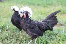 Mlade Belokape - Holandske kokoši