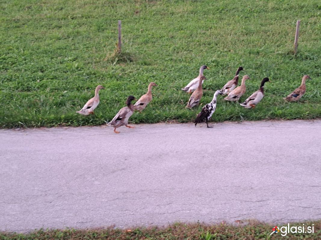 Race - indijske tekačice