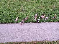 Race - indijske tekačice