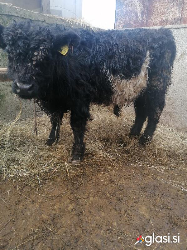 Prodam ali  Menjam bikca