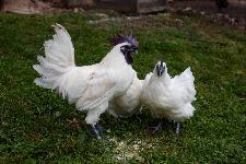 Gahmong valilna jajca