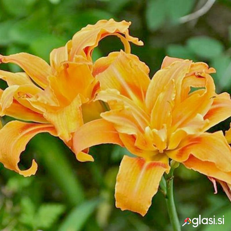 Maslenica / maslenka Kwanso, ugodno, Hemerocallis, enodnevna lilija