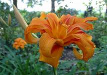 Maslenica / maslenka Kwanso, ugodno, Hemerocallis, enodnevna lilija