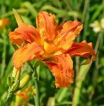 Maslenica / maslenka Kwanso, ugodno, Hemerocallis, enodnevna lilija