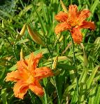 Maslenica / maslenka Kwanso, ugodno, Hemerocallis, enodnevna lilija