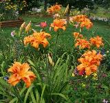 Maslenica / maslenka Kwanso, ugodno, Hemerocallis, enodnevna lilija
