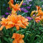 Maslenica / maslenka Kwanso, ugodno, Hemerocallis, enodnevna lilija