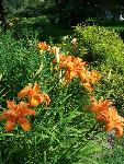 Maslenica / maslenka Kwanso, ugodno, Hemerocallis, enodnevna lilija
