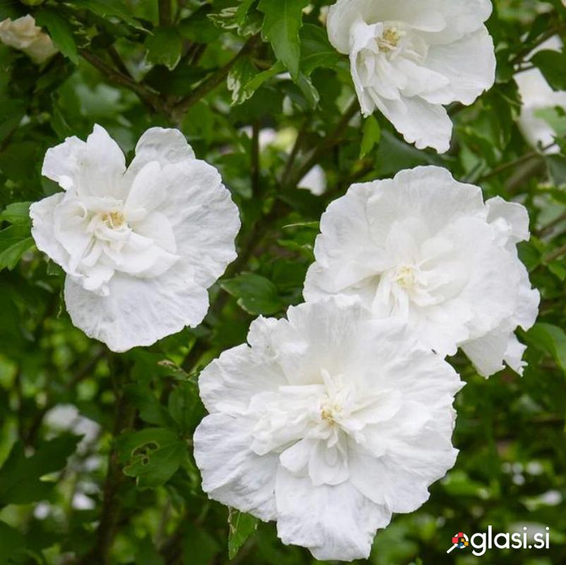 Sirski oslez / hibiskus White Chiffon (Hybiscus syriacus)