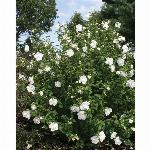 Sirski oslez / hibiskus White Chiffon (Hybiscus syriacus)