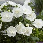 Sirski oslez / hibiskus White Chiffon (Hybiscus syriacus)