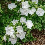 Sirski oslez / hibiskus White Chiffon (Hybiscus syriacus)