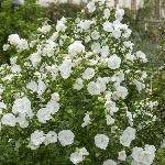Sirski oslez / hibiskus White Chiffon (Hybiscus syriacus)