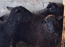 Ovce stare eno leto prodam.