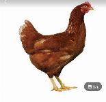 Jarkice kokoši nesnice ČRNE RJAVE GRAHASTE