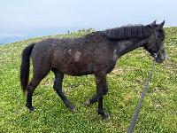 Prodam žrebico lipicanko