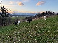 Prodam žrebico lipicanko