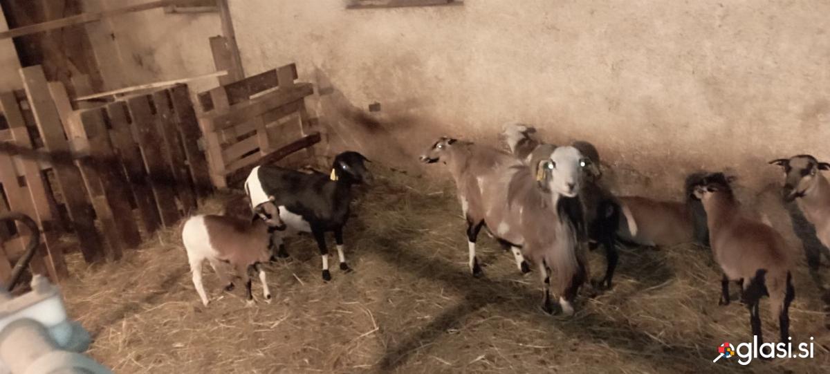 Čreda kamerunskih ovc
