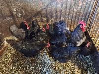 Avstrolorp kokoši-družina