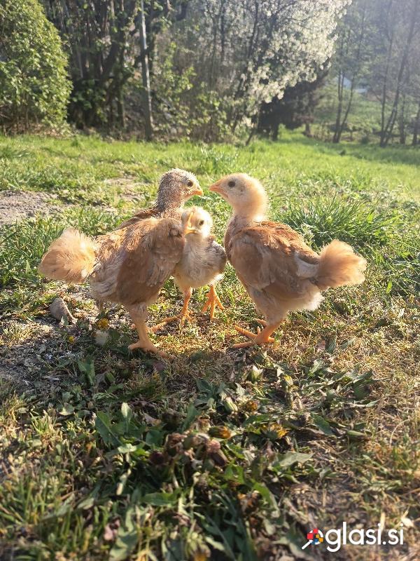 Piščanci newhampsihre