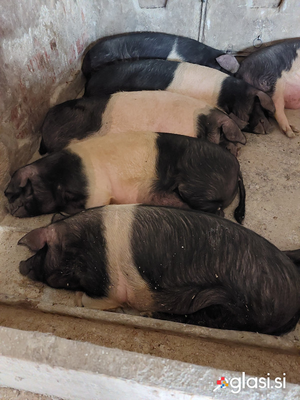 Krškopoljska svinja