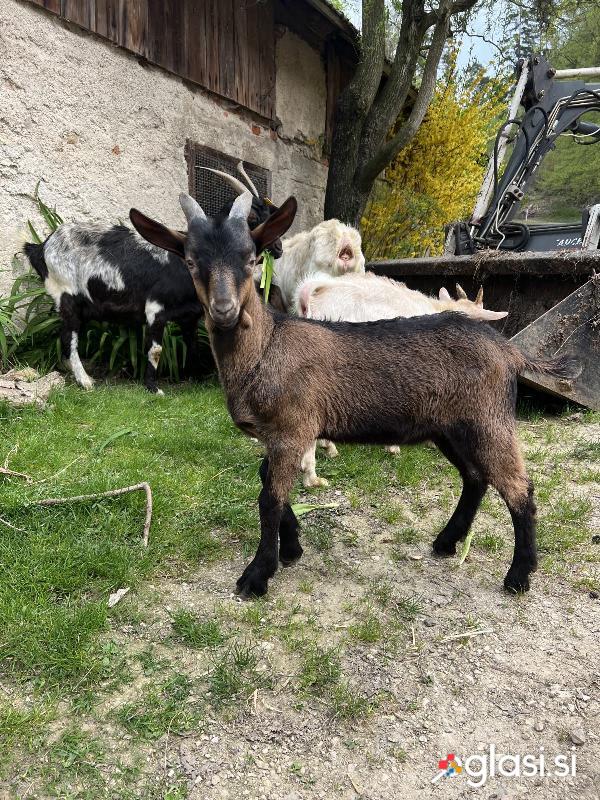 Kozlički srnasti/sanski