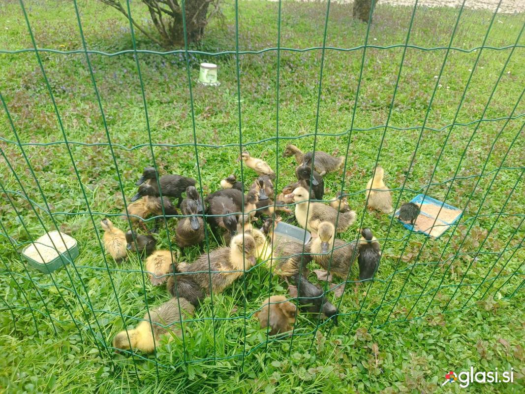 Mlade račke tekačice