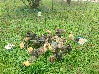 Mlade račke tekačice