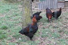 Marans