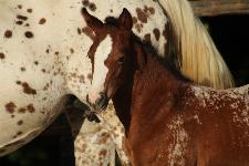 Appaloosa žrebica Arlina