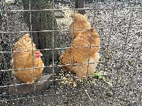 Valilna jajca orpington