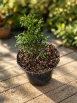 Thuja smaragd ciprese  sadike 15–25 cm
