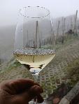 Belo vino