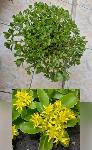 Kaktusi in Sedum