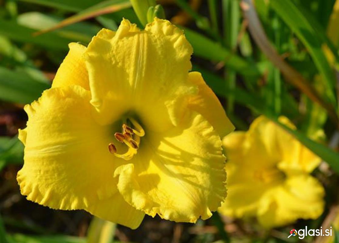 Rumena maslenica / maslenka, zelo pozna (Hemerocallis)