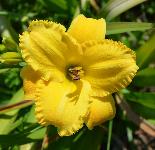 Rumena maslenica / maslenka, zelo pozna (Hemerocallis)