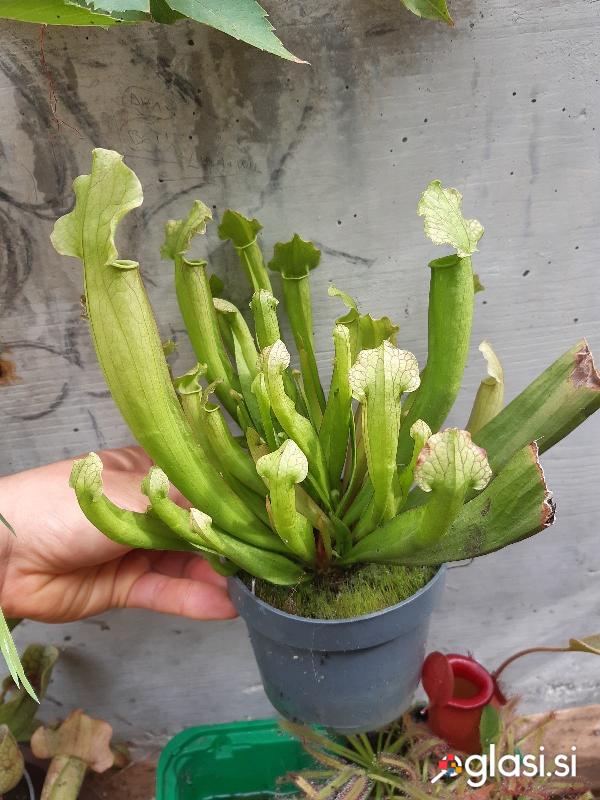 Mesojeda rastlina Sarracenia