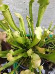 Mesojeda rastlina Sarracenia